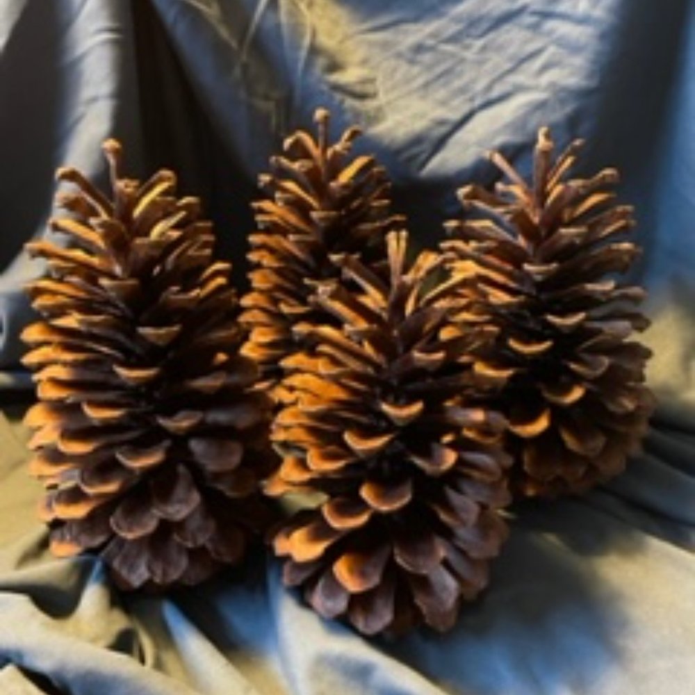 Pinecones 6" - 8" .  Cleaned and prepared for crafting for the holidays